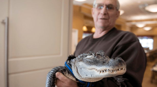 Man Says He Needs His Emotional Support Alligator to Help With Depression