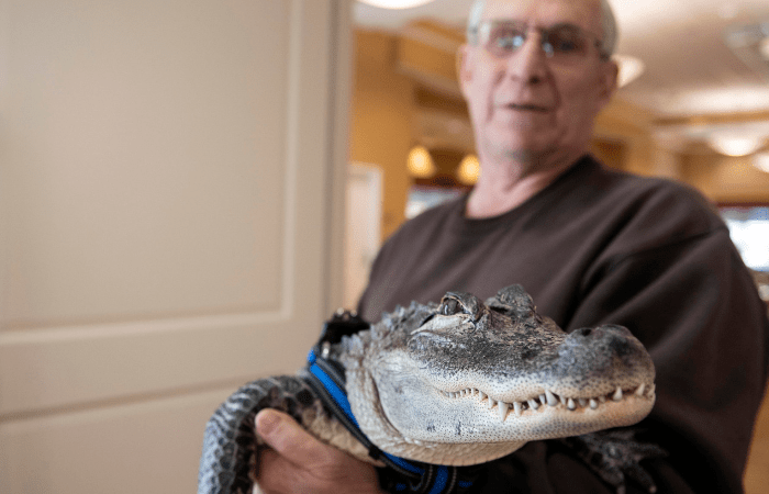 Man Says He Needs His Emotional Support Alligator to Help With Depression
