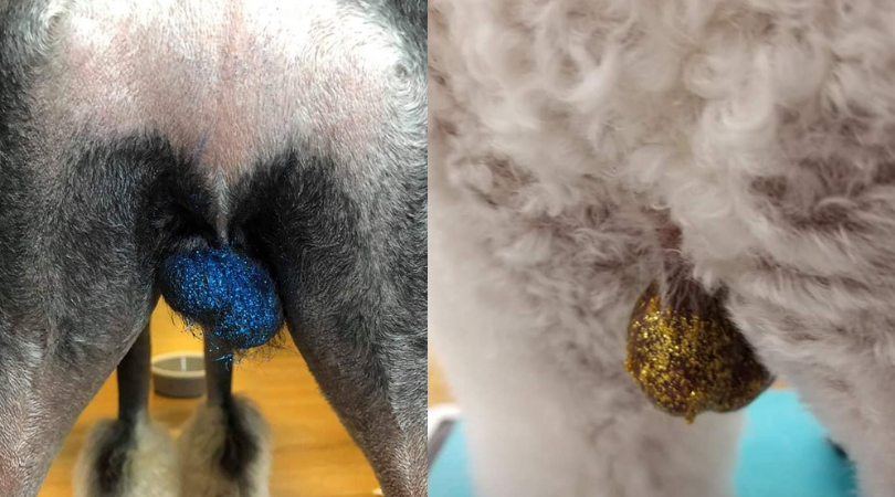 dog with glitter balls