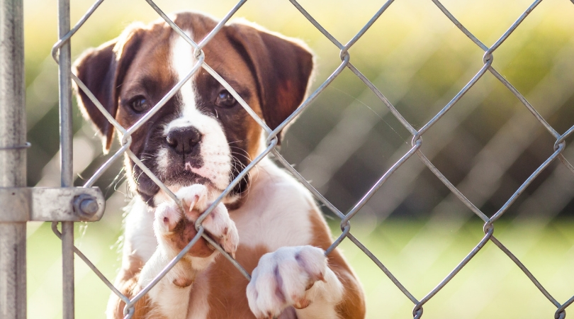 Animal Cruelty Could Become A Federal Felony Nationwide Rare