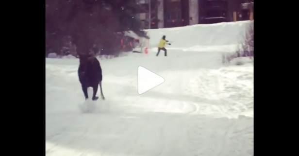 Moose Chases Down Skiers At Ski Resort
