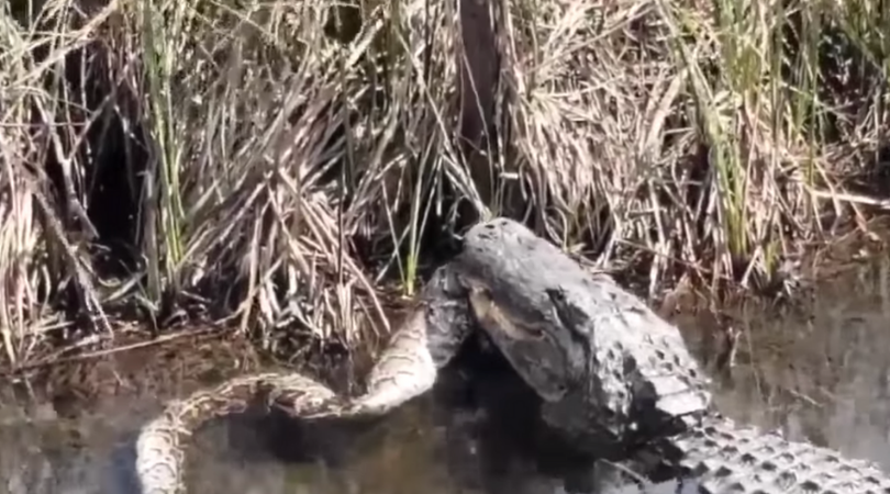 Video Shows Gator Eating a Python in the Florida Everglades  Rare
