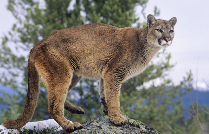 Jogger Attacked by Mountain Lion Strangles it to Death