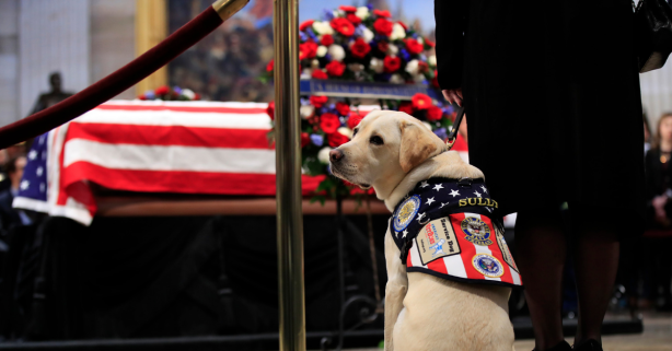Sully, President Bush’s Former Service Dog, Has a New Mission