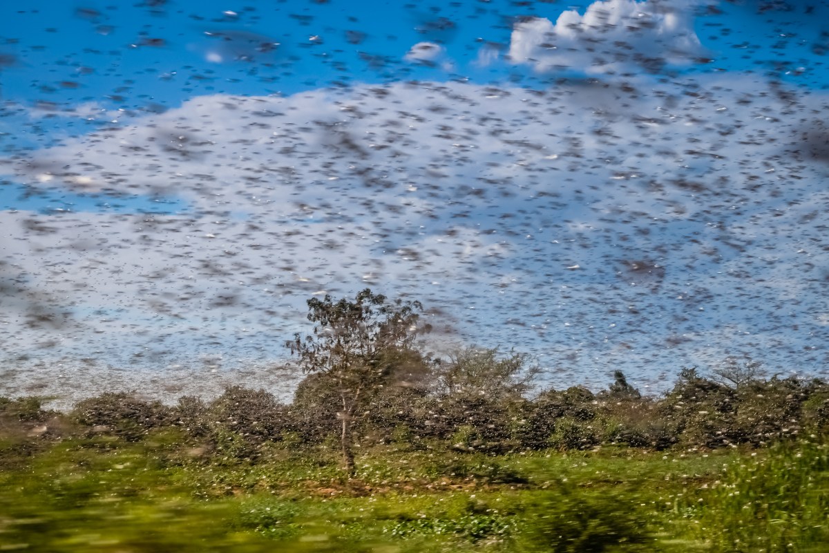 Millions Of Cicadas Are Going To Be Swarming The Usa This Spring Rare