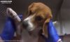Graphic Video Shows Beagles Force-Fed Poison As Part of Study Before Being Put Down