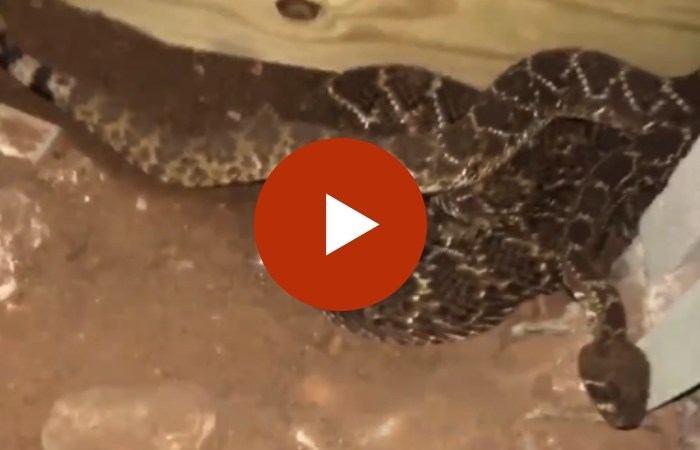 Texan Finds A Total of 45 Rattlesnakes Hiding Underneath His Home