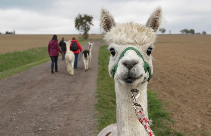 This Texas Vineyard Lets You Drink Wine While Hanging Out With Alpacas!