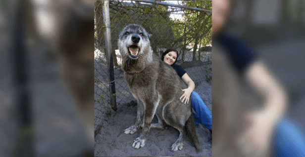 ‘Giant’ Wolfdog Dumped at Kill Shelter Is Actually 87 Percent Gray Wolf