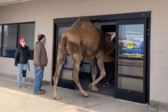 Watch This Guy Barely Get This Giant Camel into a PetSmart