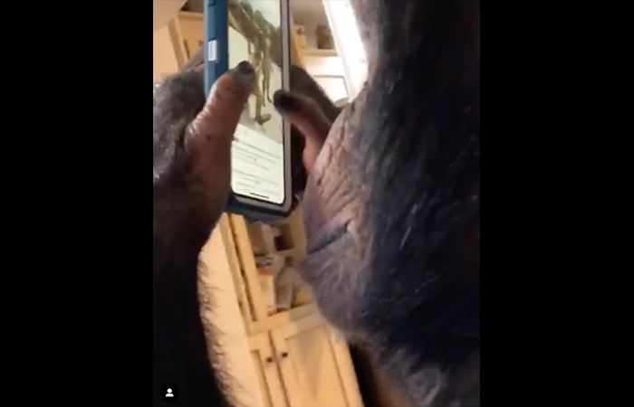 This Chimp Knows EXACTLY How to Use a Smartphone and It’s Really Freaky