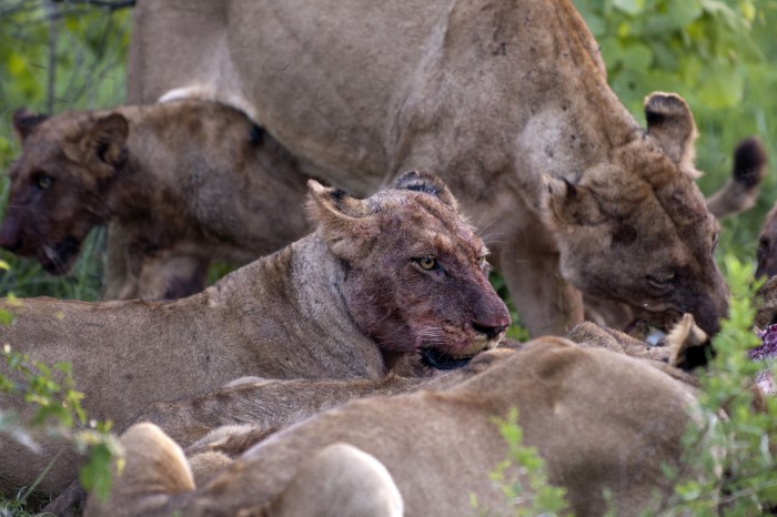 Rhino Poacher Trampled to Death by Elephant, Then Eaten by Lions