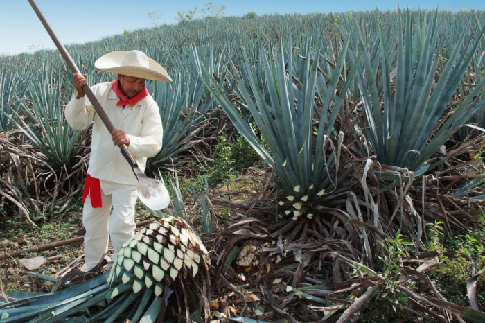Study Shows That the Sugars in Agave Fruit Help You Lose Weight