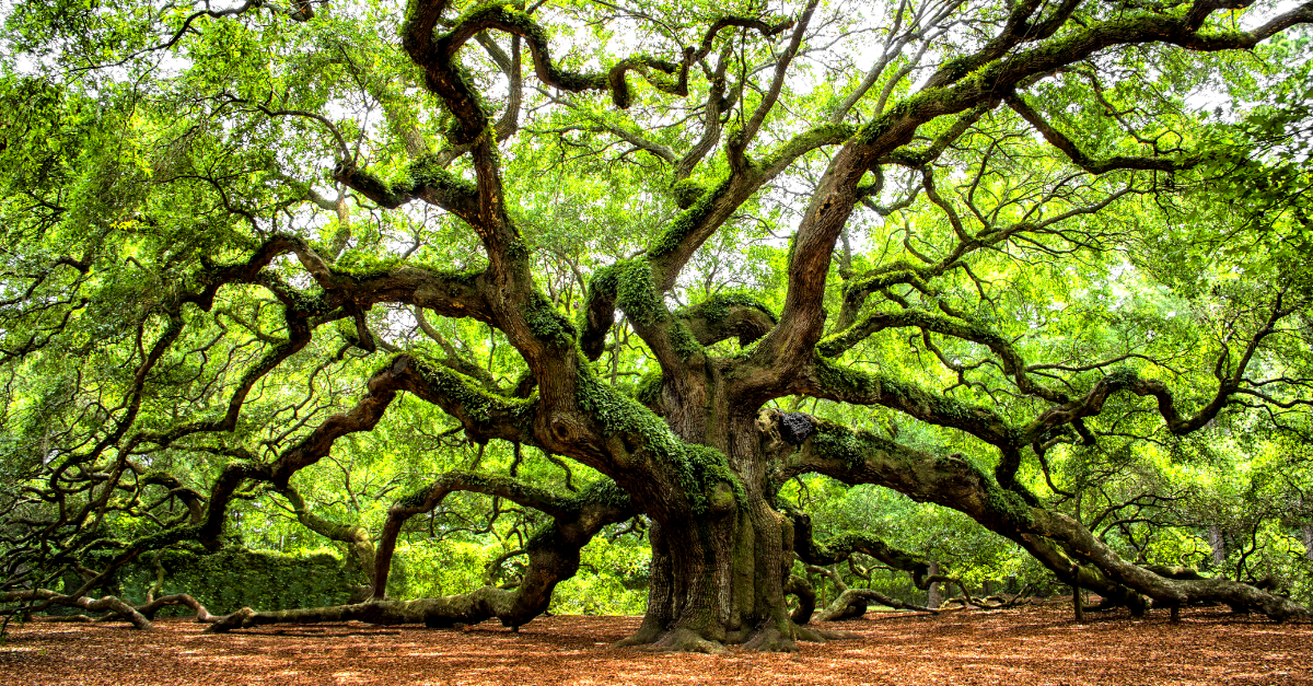 The Angel Oak Tree Is 400 Years of American History East of the