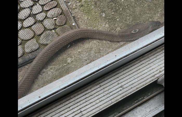 Woman, 73, Killed a Cobra with Shovel After Finding it on Her Patio