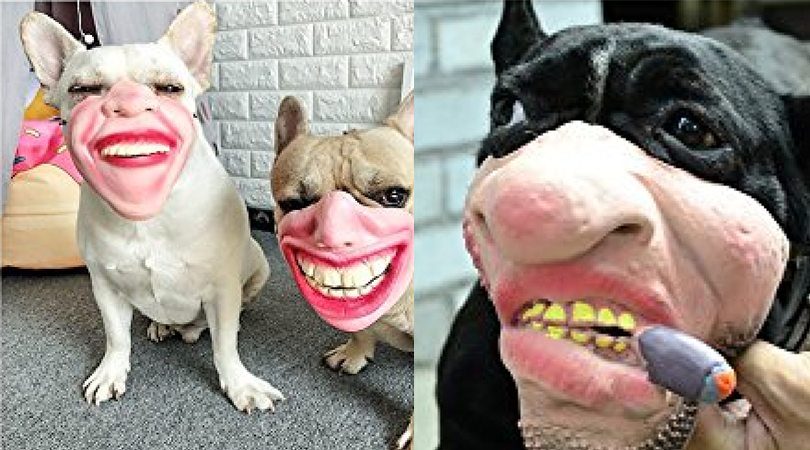 These Human Face Muzzles For Dogs Are Upsetting Nightmare Fuel | Rare