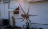 Fact Check_ Is The Giant Hawaiian Cane Spider Real_