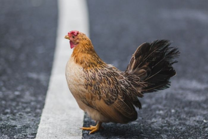 PETA Wants Idaho to Rename the Street ‘Chicken Dinner Road’