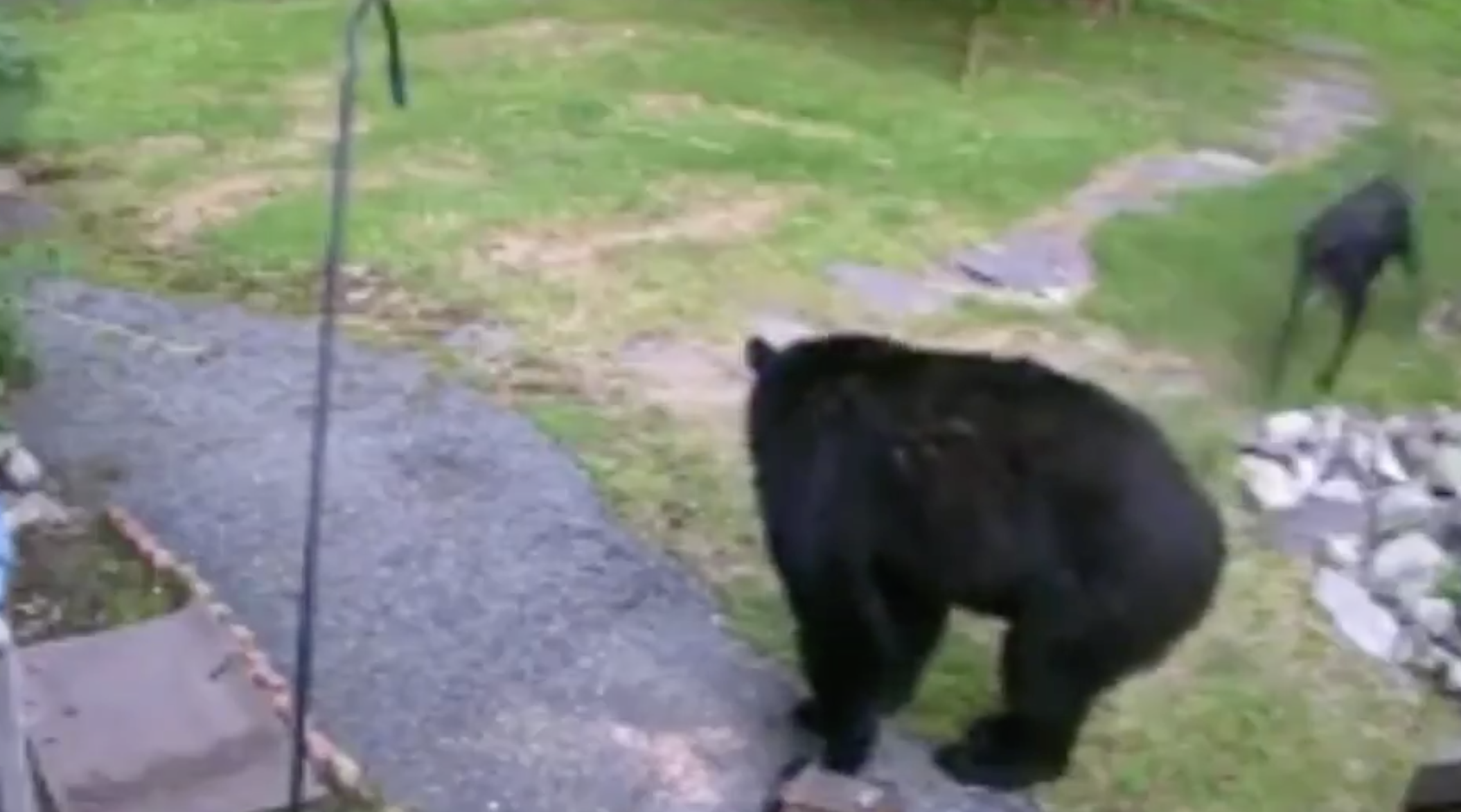 Fearless Dog Chases Bear From Neighbor S Yard Rare