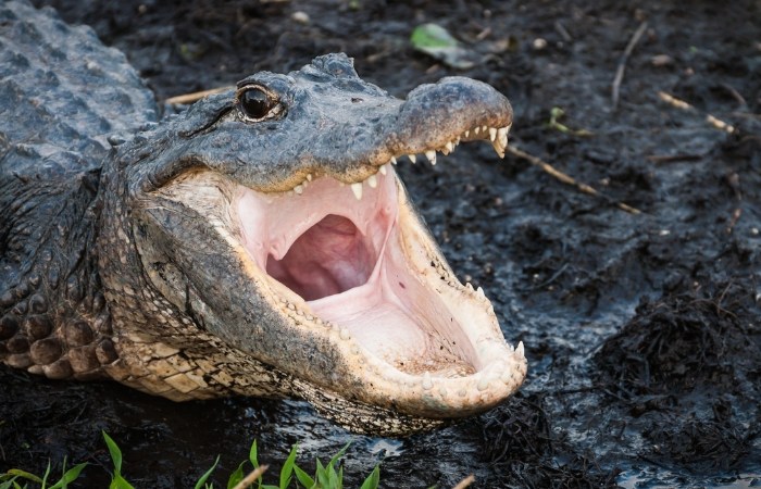 Hey Alabama, Stop Flushing Drugs Down The Toilet Unless You Want ‘Meth-Gators’