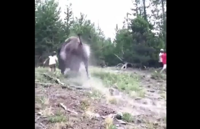 9-Year-Old Girl Violently Tossed by Bison at Yellowstone Park