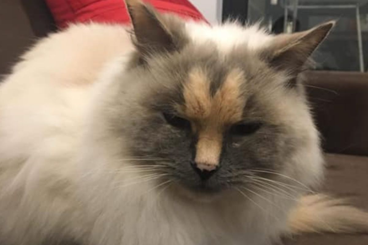 No One Will Adopt This Cat Because of the Penis on its Face