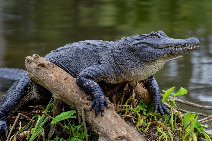 Florida Man Rare