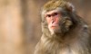 Scientists are Reportedly Making a Human-Monkey Hybrid in China