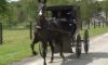 Cops Pull Over Two Men on Amish Buggy Drinking Spiked Iced Tea