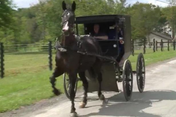 Cops Pull Over Two Men on Amish Buggy Drinking Spiked Iced Tea