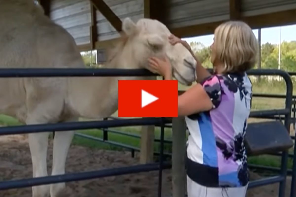 Woman Bit Camel’s Testicles to Escape Its Cage at Zoo