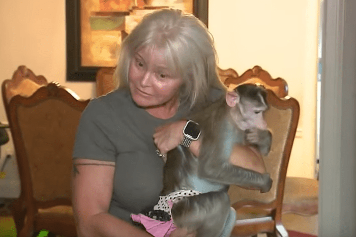 Nosy Neighbors Wouldn’t Let Woman Keep Her Emotional Support Monkeys