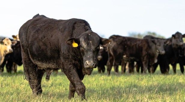 Massive Semen Explosion at Bull Insemination Plant Sends Firefighters Running for Cover