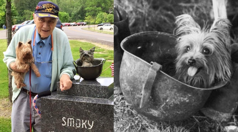 How A Tiny Yorkshire Terrier Saved 250 US Soldiers During World War II