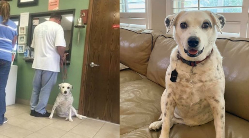 returning dog to spca