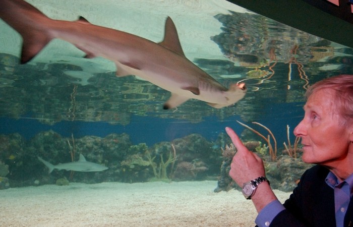 How The Creator of ‘Jaws’ Became a Shark Advocate After its Success
