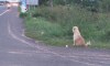 Abandoned Pup Waits on Roadside for 4 Years After Falling from Owner’s Truck