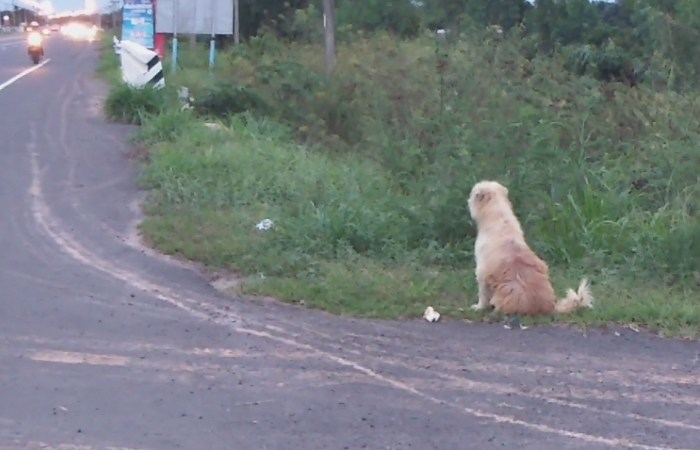 Abandoned Pup Waits on Roadside for 4 Years After Falling from Owners Truck