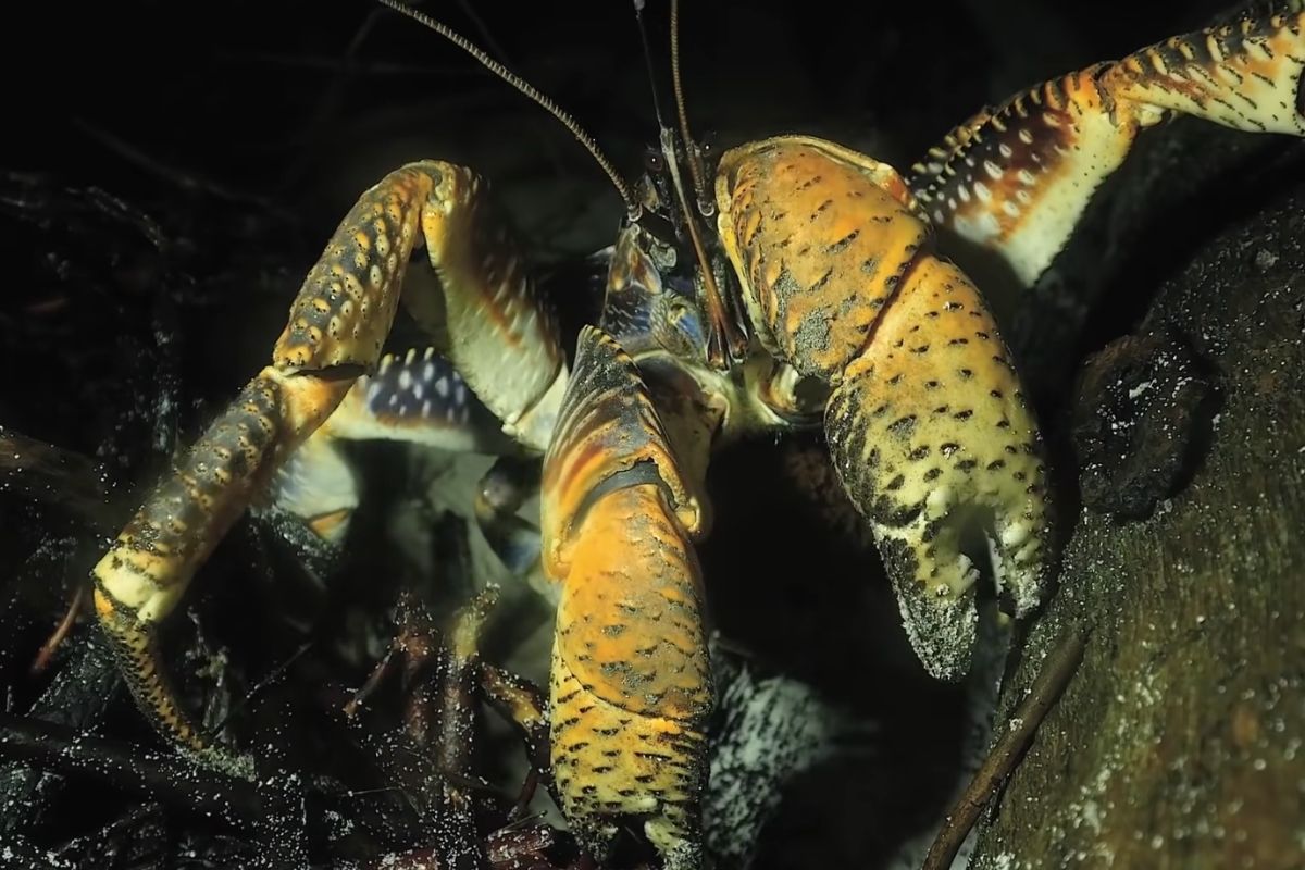 A Coconut Crabs Pinch Hurts Like “Eternal Hell” Rare