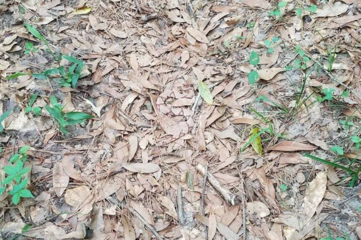 Can You Find the Snake Hiding in Plain Sight in This Photo? | Rare