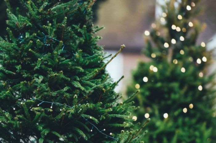 Yes, Christmas Tree Bugs Exist! Here Is How To Get Rid Of Them!