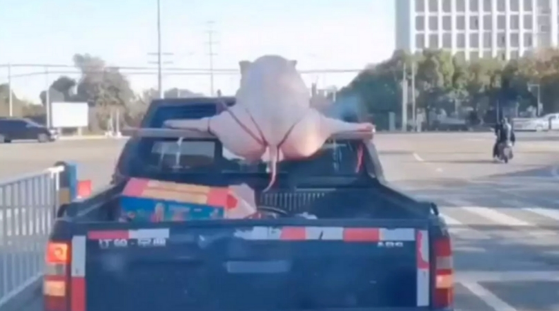 Pig Carcass Tied Up In ‘G-String’ While Being Transported To Engagement Party