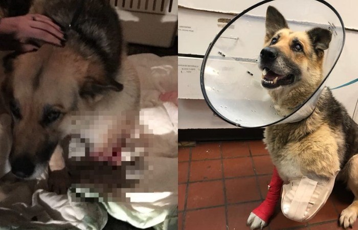Starving Dog Chewed Off Own Leg After Horrible Owner Left Her Chained Up to Die
