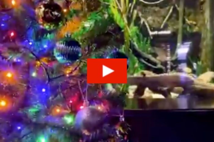 An Electric Eel Powered This Aquarium’s Christmas Tree