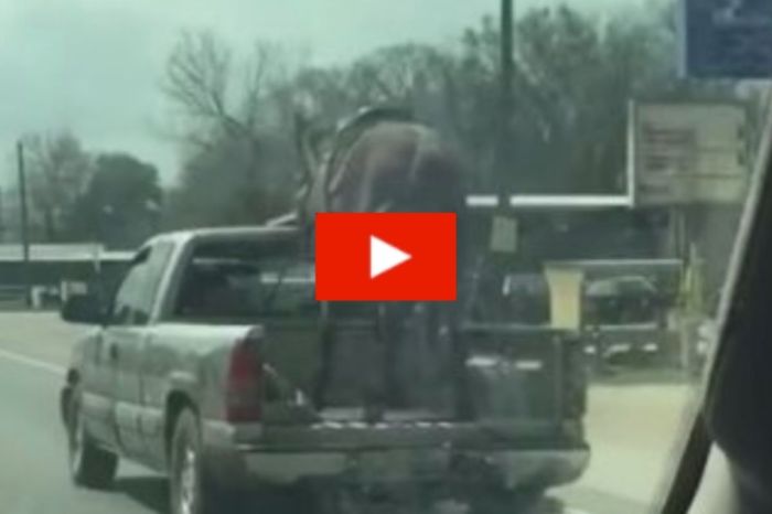 Horse Spotted in Truck Bed Going 70 MPH on Texas Highway