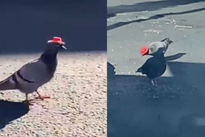 Someone in Vegas is Putting Tiny Cowboy Hats on Pigeons