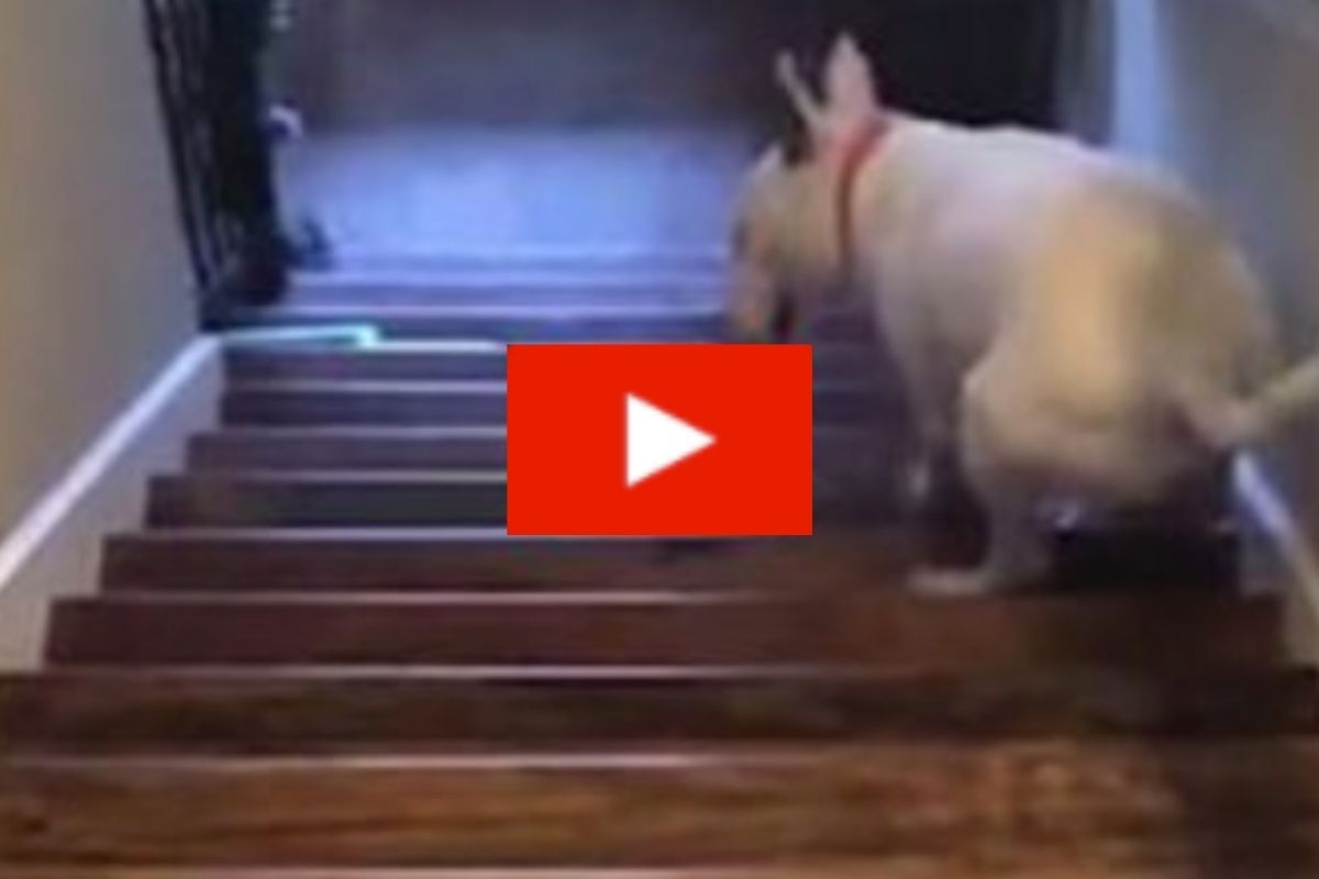 Dog Hilariously Catapults Himself Down Stairs [Video] Rare