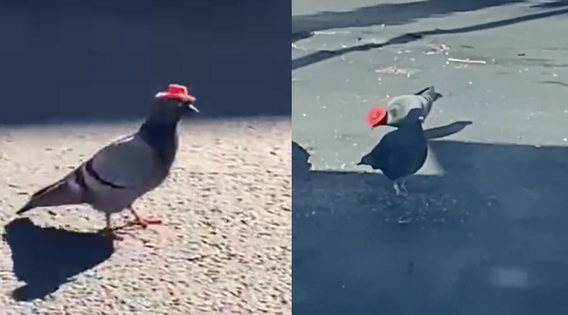 tiny cowboy hat for dogs