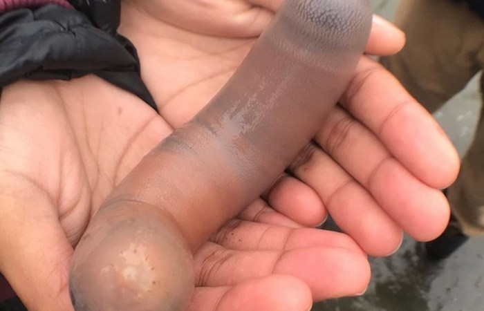 ‘Penis Fish’ Flood California Beach, and Yes, They Look Exactly Like What You Think