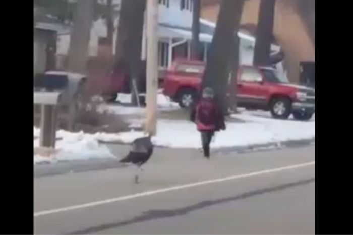 Driver Saves Terrified Little Boy Being Chased Down the Street by a Turkey